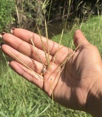 Bothriochloa ischaemum