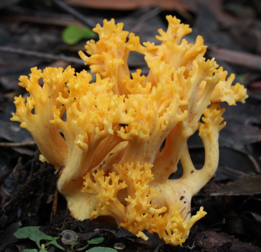 Ramaria anziana