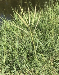 Bothriochloa ischaemum