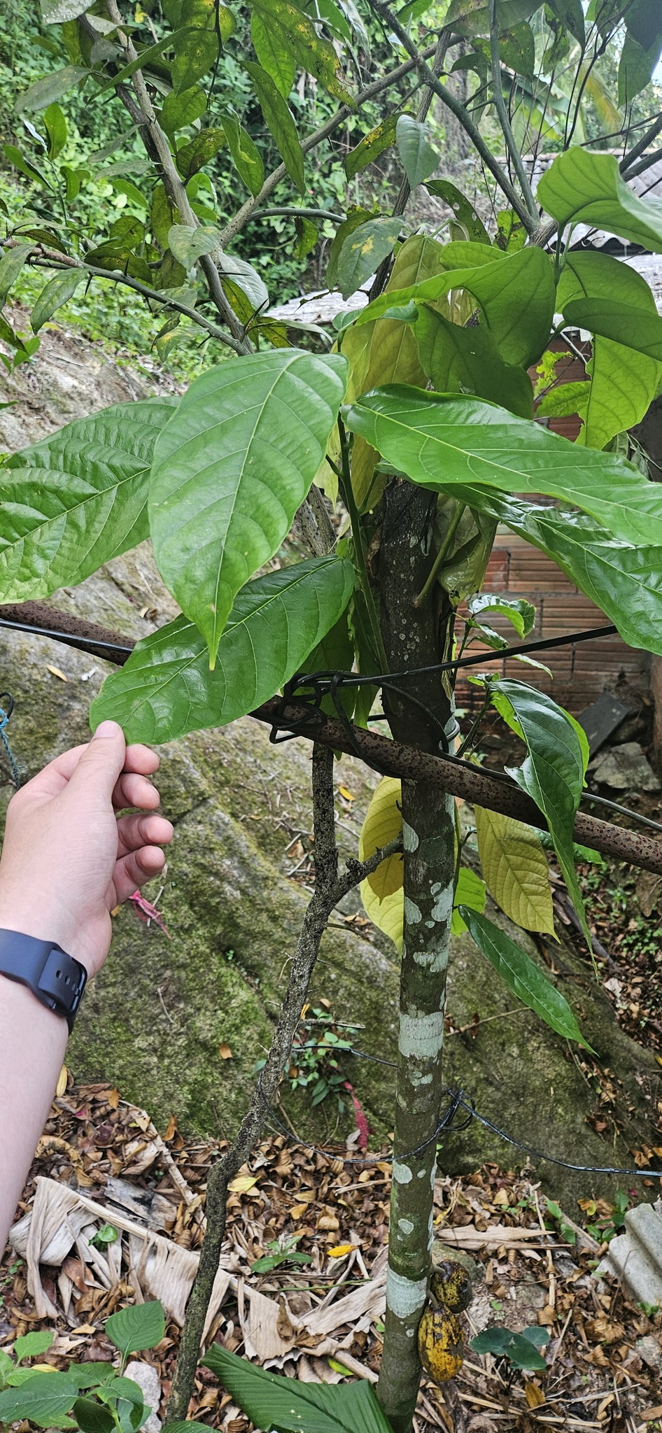Theobroma cacao