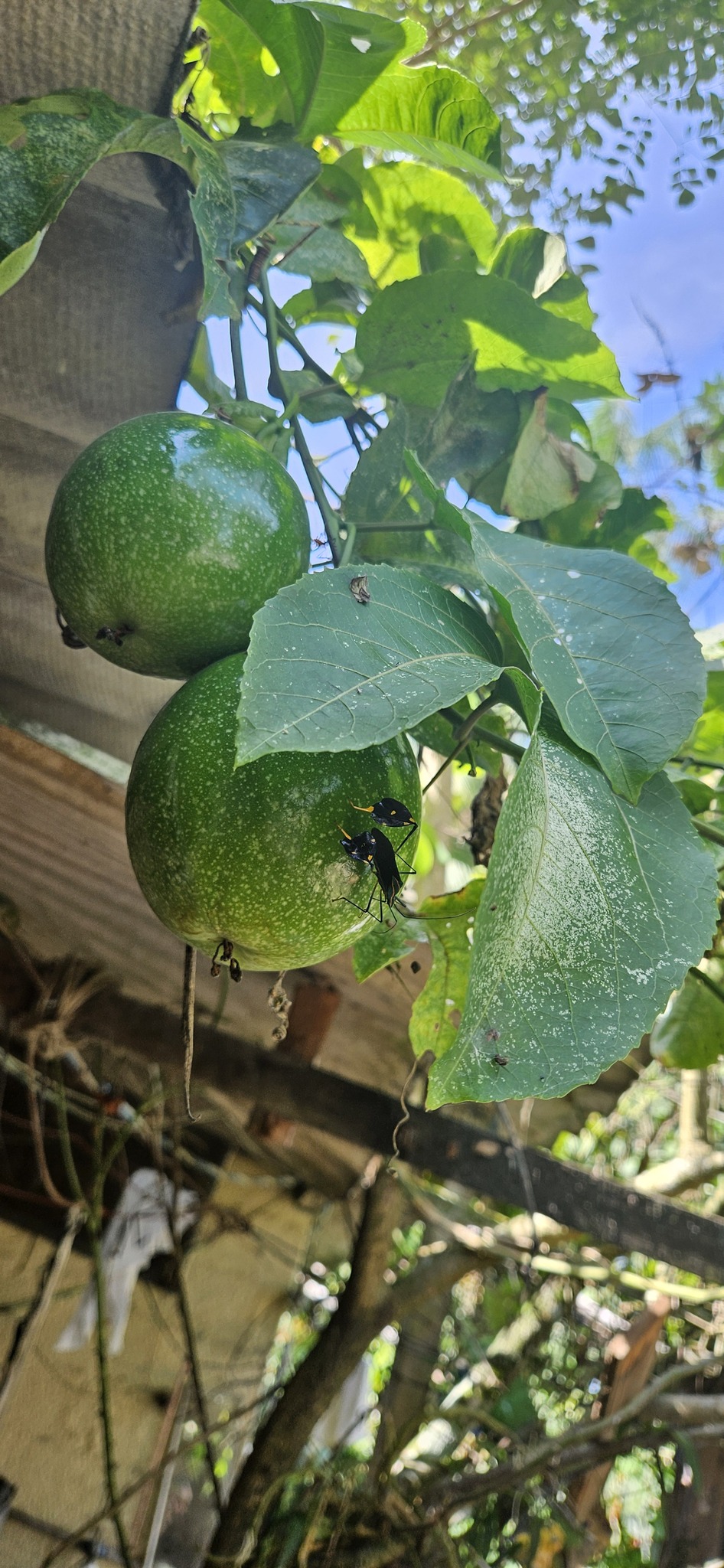 Passiflora edulis