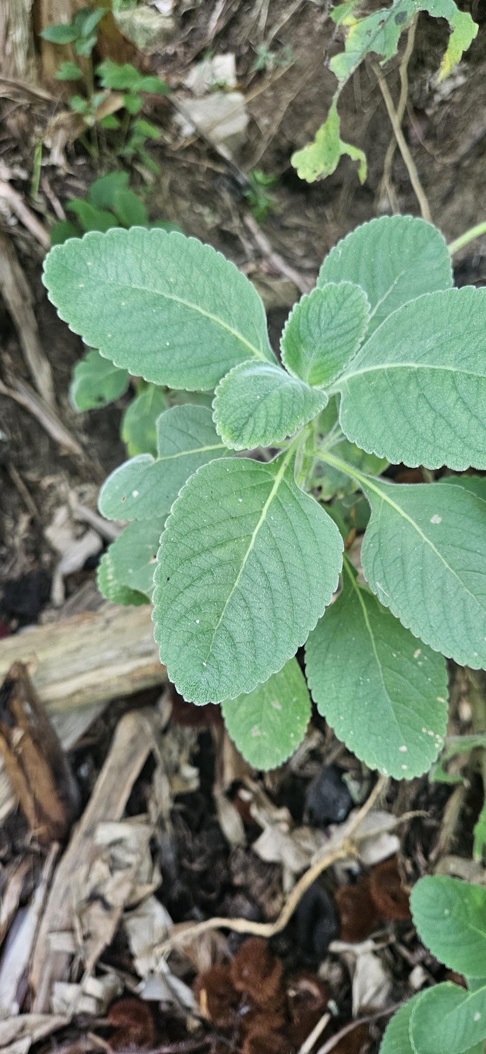 Coleus barbatus