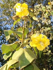 Bakeridesia gloriosa