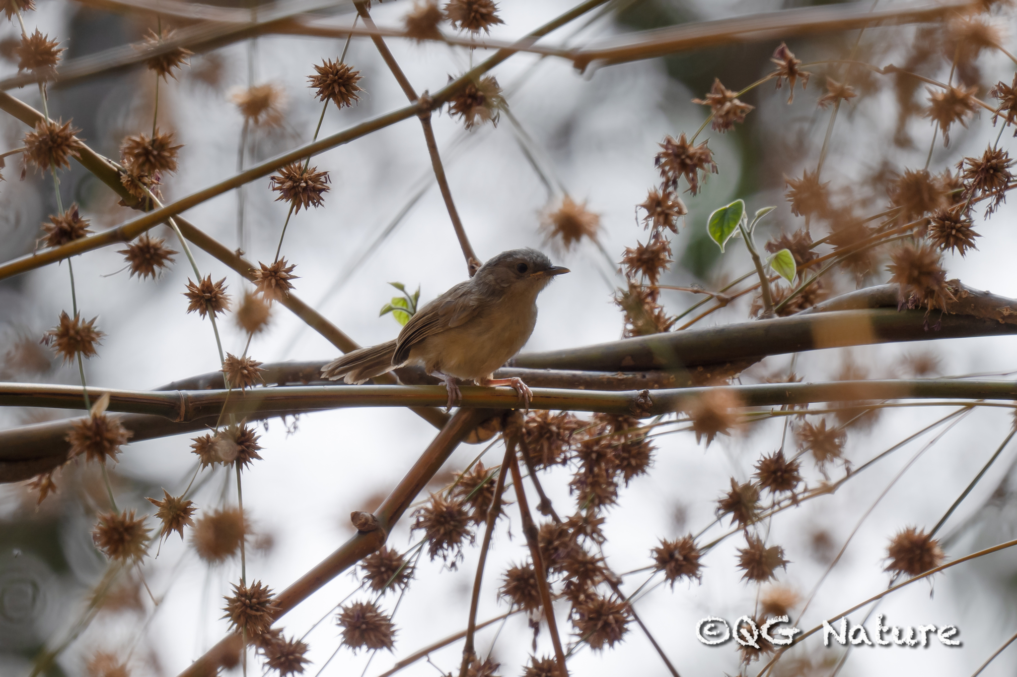 Brown-cheeked Fulvetta