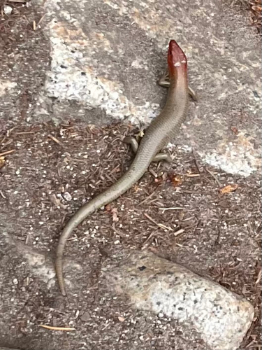 iNaturalist observation photo of Gilbert's Skink