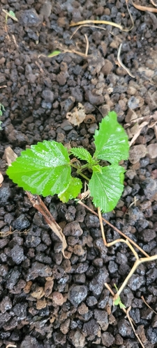 Malvastrum coromandelianum observed 2025-05-31