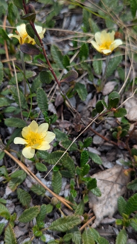 Dryas × suendermannii (Dryas × suendermannii)
