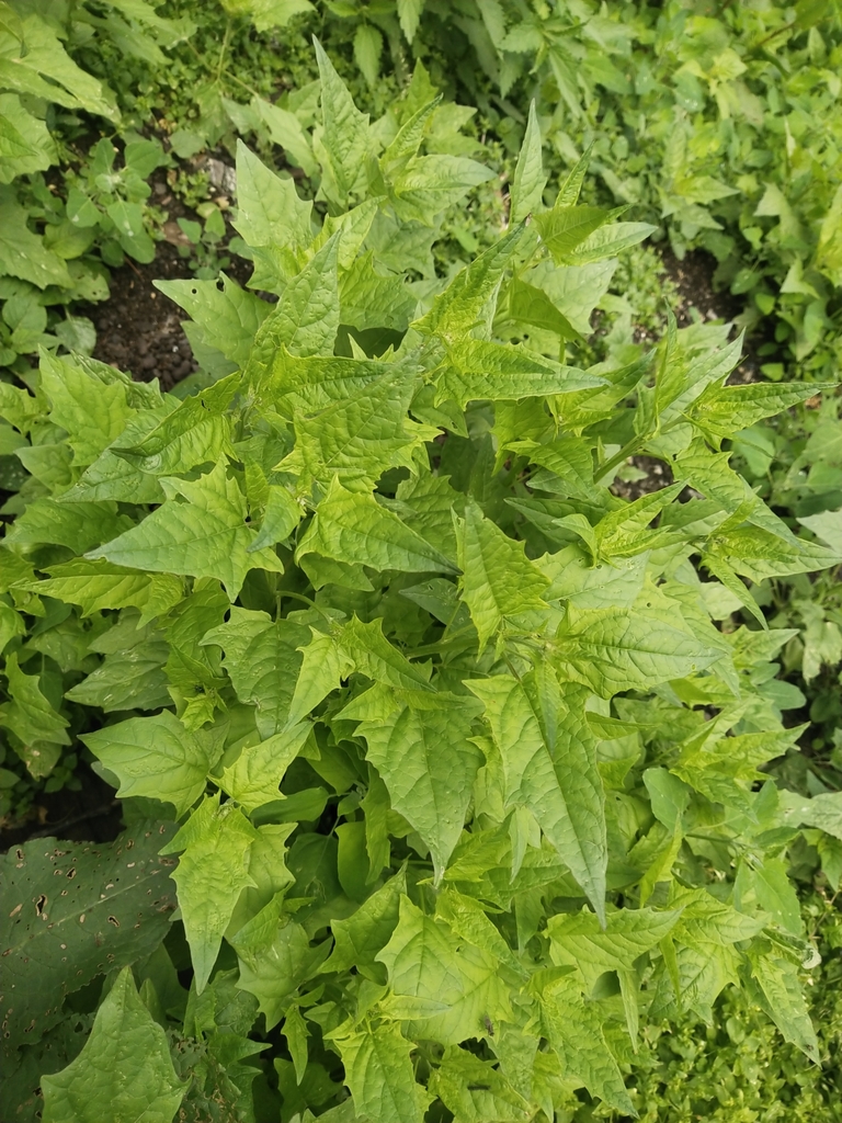 Afghan Goosefoot