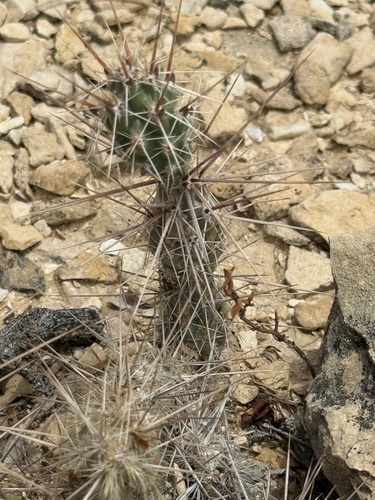 Grusonia grahamii, photograph 4