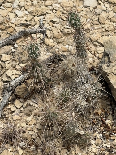 Grusonia grahamii, photograph 6