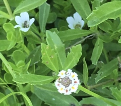 Phyla nodiflora