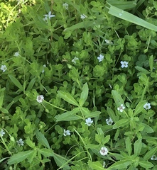 Phyla nodiflora