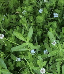 Phyla nodiflora