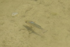 Cyprinodon pecosensis