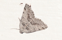 Macaria colata