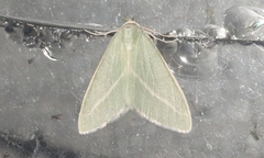 Chlorosea margaretaria