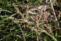 Rumex paucifolius