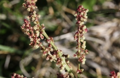 Rumex paucifolius