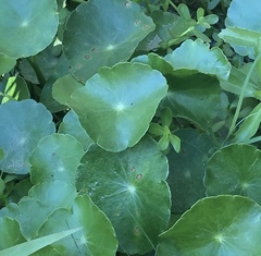 Hydrocotyle