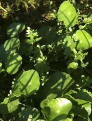 Hydrocotyle