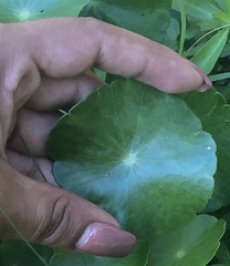 Hydrocotyle