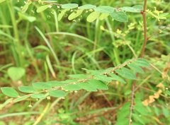 Phyllanthus cochinchinensis