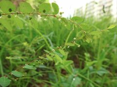 Phyllanthus cochinchinensis