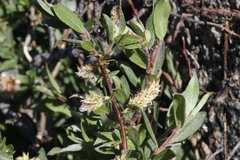 Salix orestera