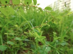 Phyllanthus cochinchinensis