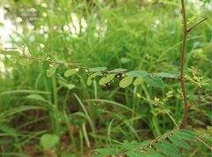 Phyllanthus cochinchinensis