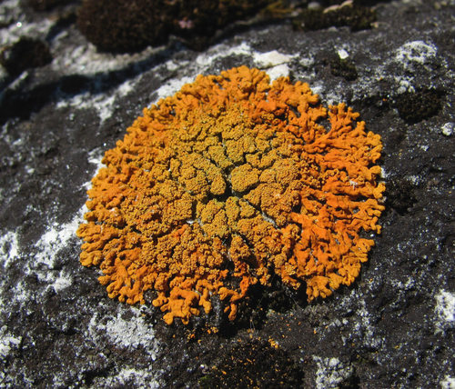 Sugared Sunburst Lichen
