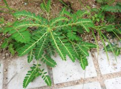 Phyllanthus cochinchinensis