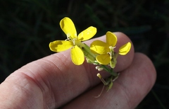 Erysimum perenne