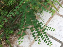 Phyllanthus cochinchinensis