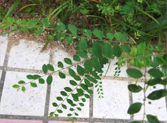 Phyllanthus cochinchinensis