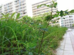 Phyllanthus cochinchinensis