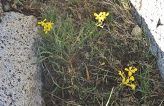 Erysimum perenne