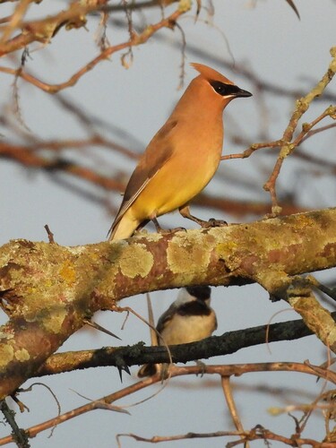 Cedar Waxwing photographed in Kansas