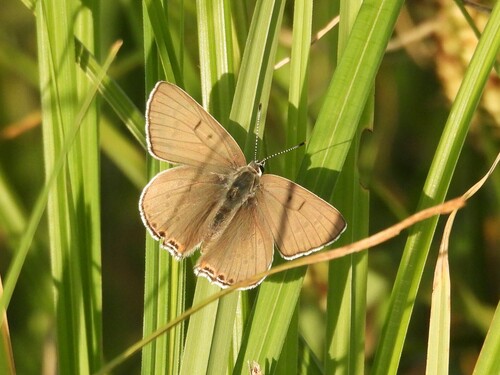 Gray Copper photo 3
