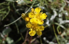 Ivesia lycopodioides
