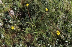 Ivesia lycopodioides