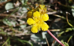 Ivesia lycopodioides