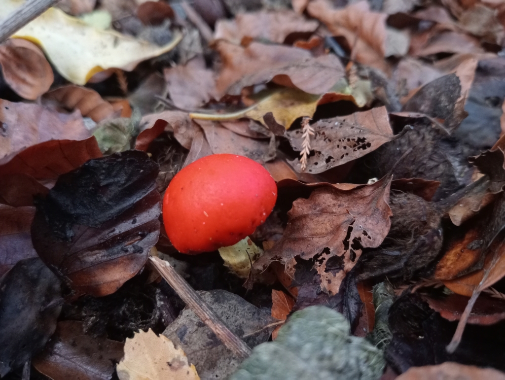 Leratiomyces erythrocephalus · June 2025 · photo: © john_barkla (iNaturalist, cc0)