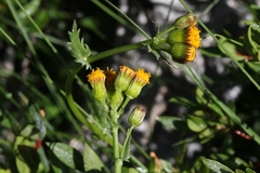 Packera pauciflora