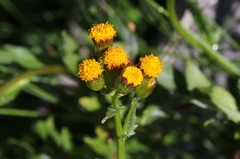 Packera pauciflora