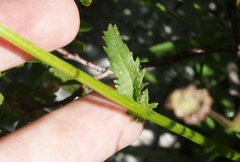 Packera pauciflora