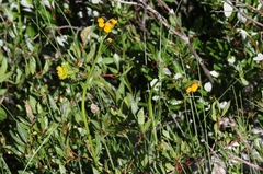 Packera pauciflora