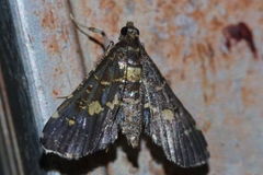 Eurrhyparodes bracteolalis
