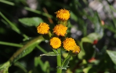 Packera pauciflora