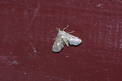 Eurrhyparodes bracteolalis